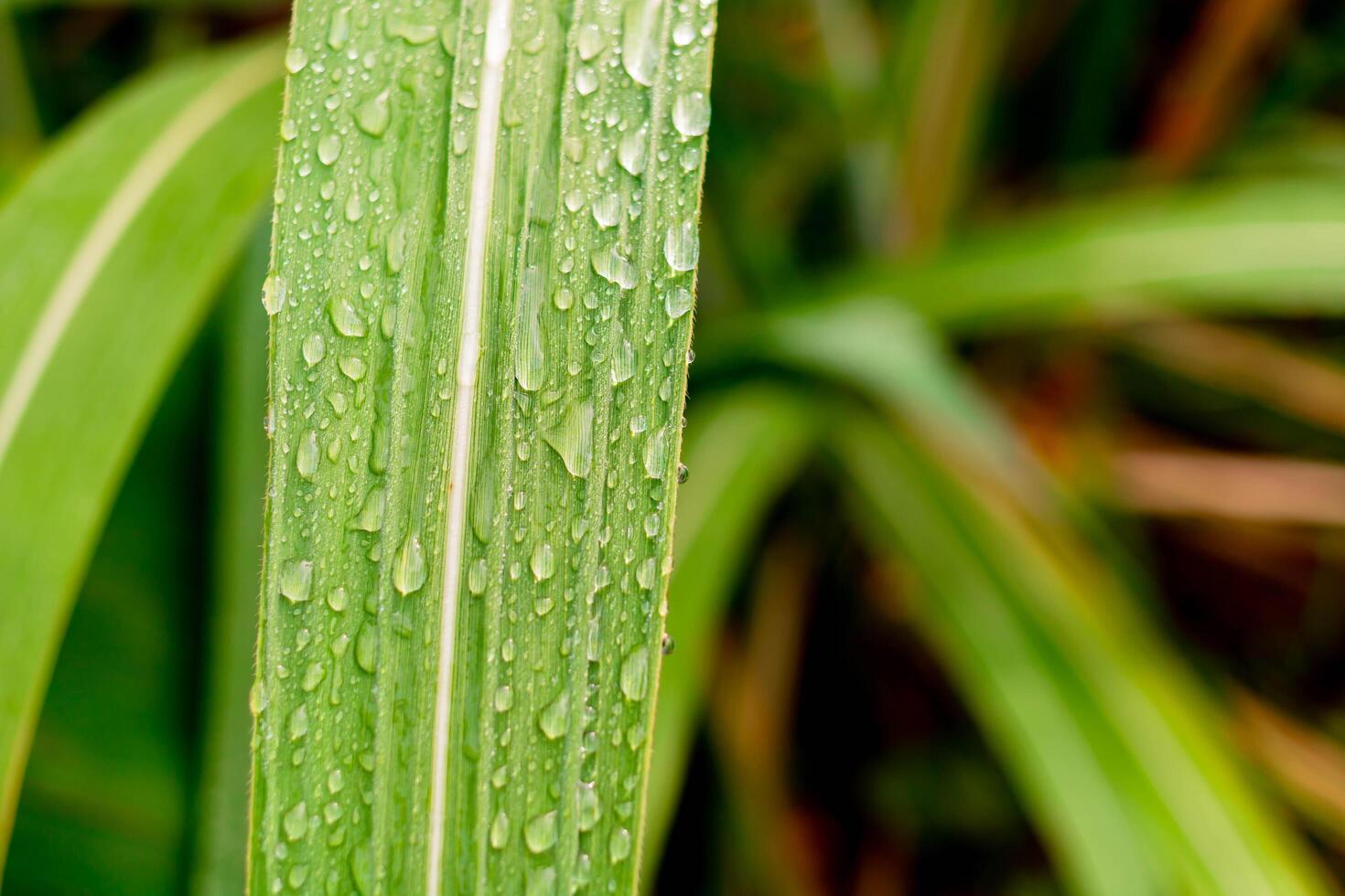 Rain drops on the leaves photo