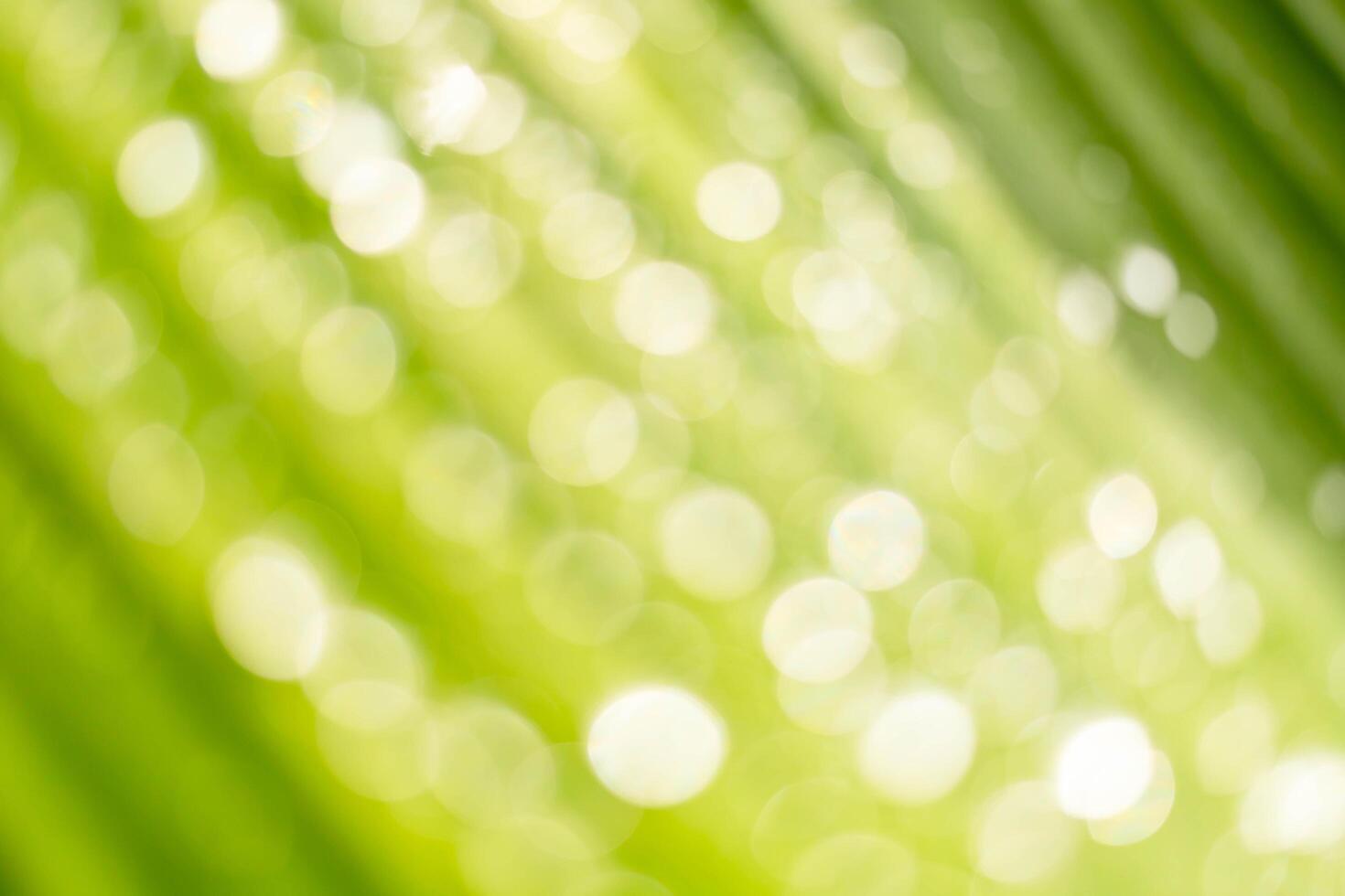 Rain drops on the leaves photo