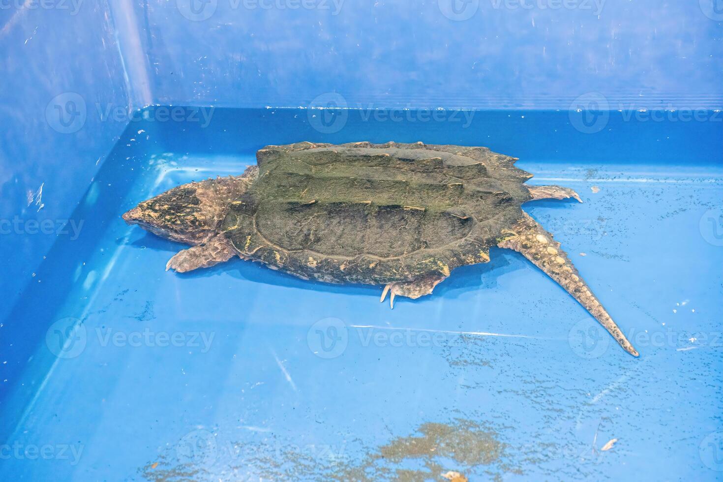 Alligator snapping turtle photo