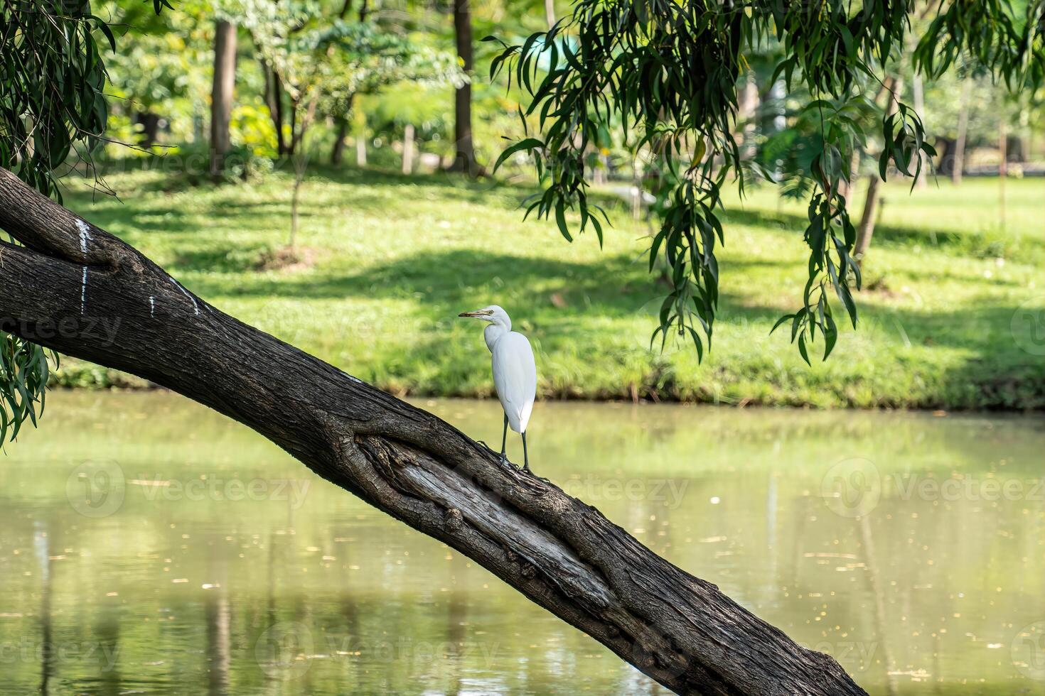 Egrets perched on a branch in the park photo