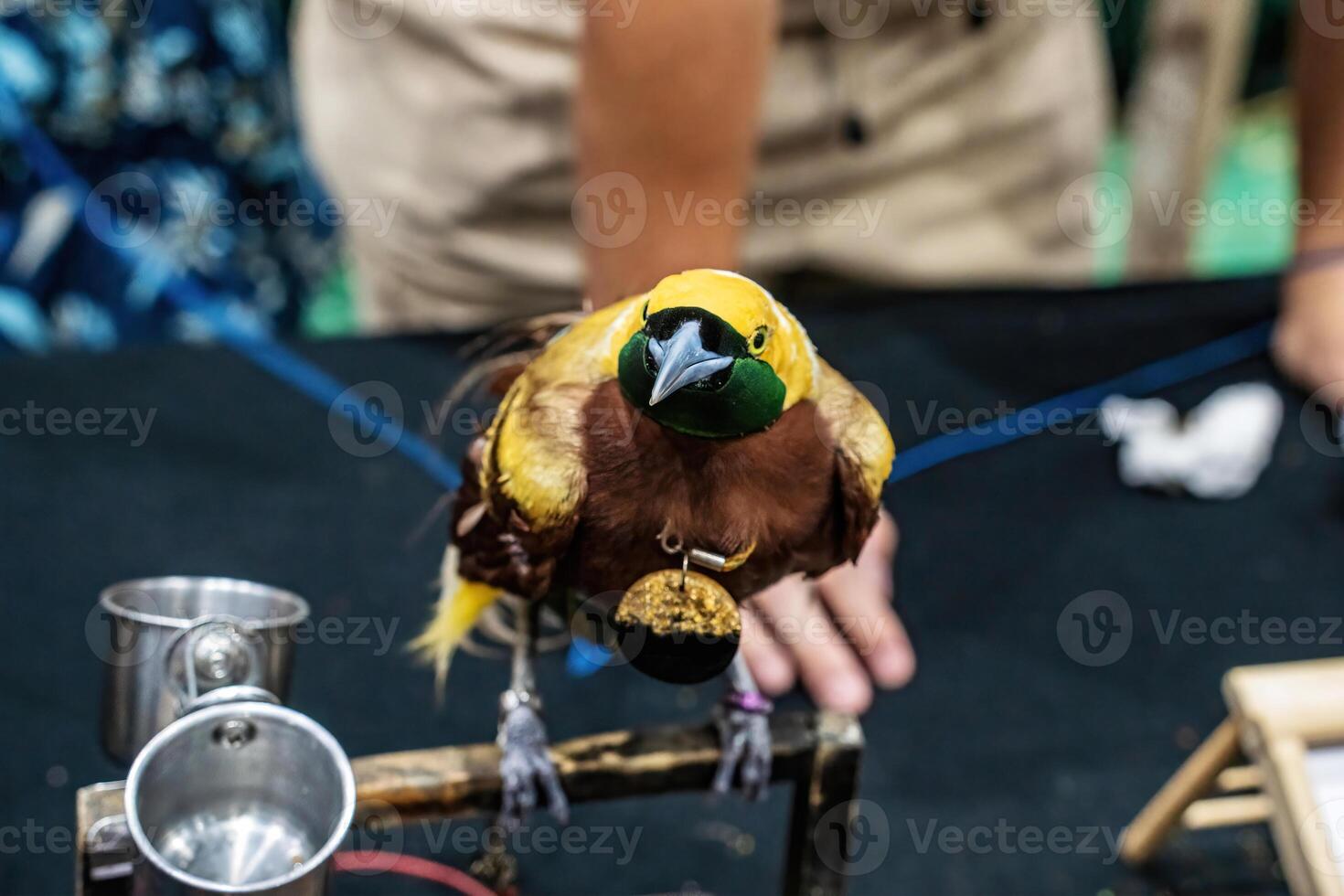 The birds of paradise photo