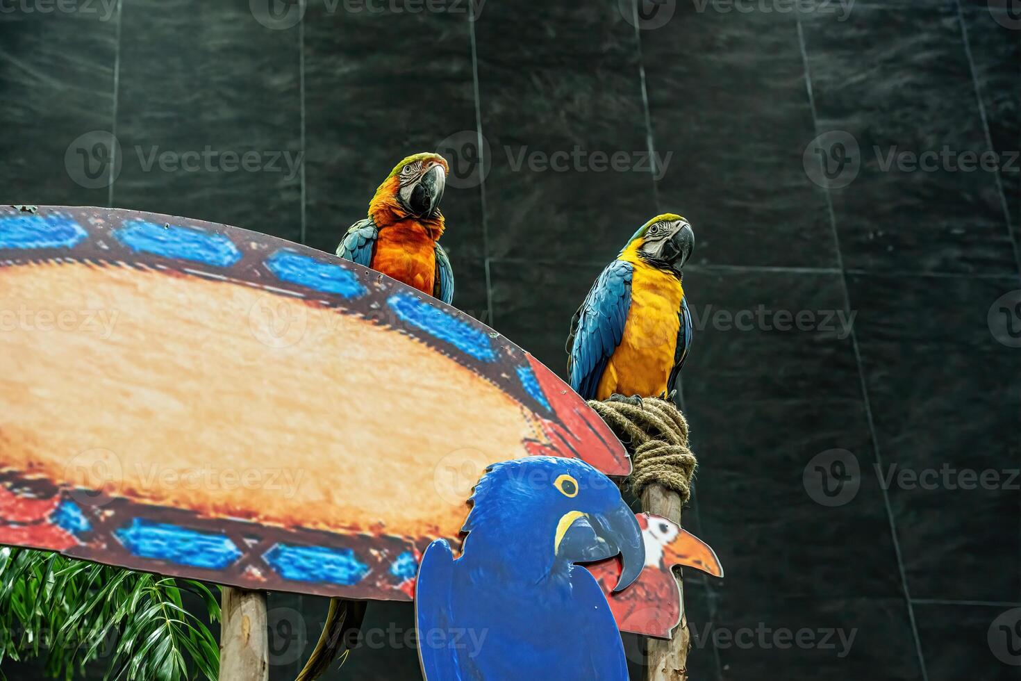 Macaw perched on a branch photo