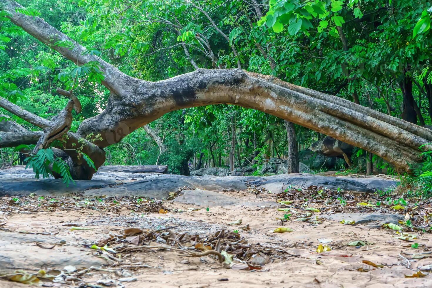 Trees that fall, but their roots are still strong photo
