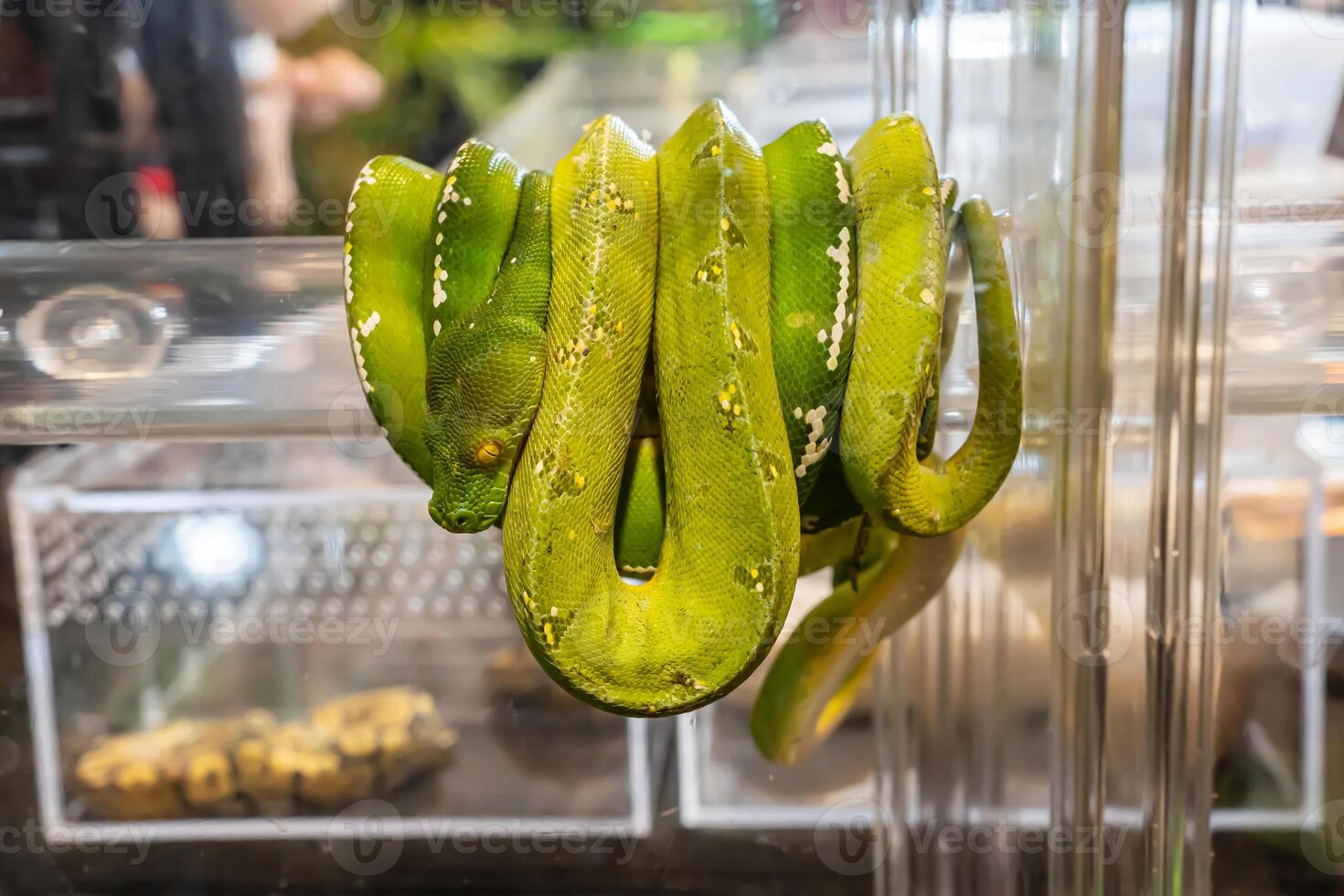 Green tree python photo