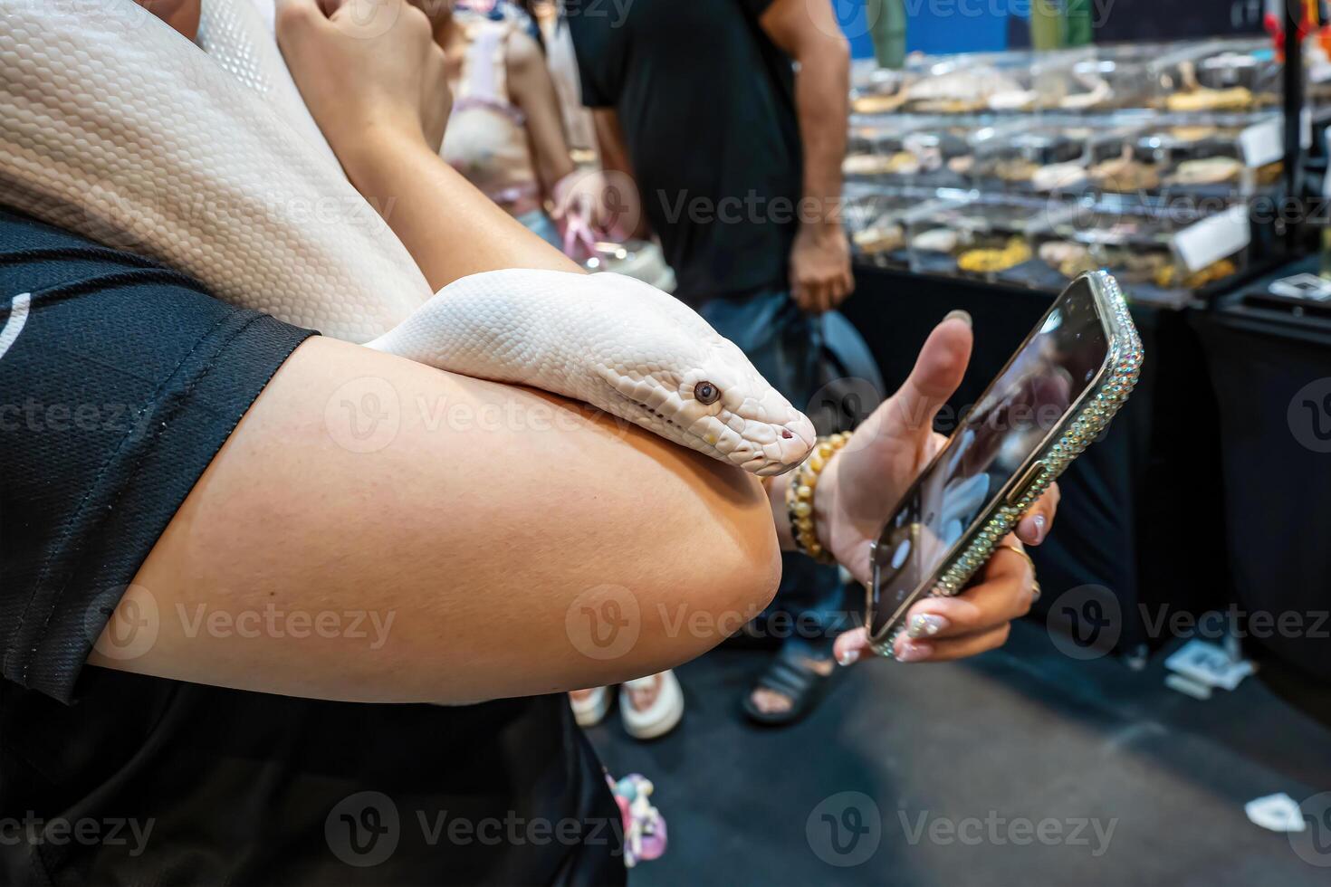 Ball python slithering on a body of person. It's a popular pet in Thailand photo