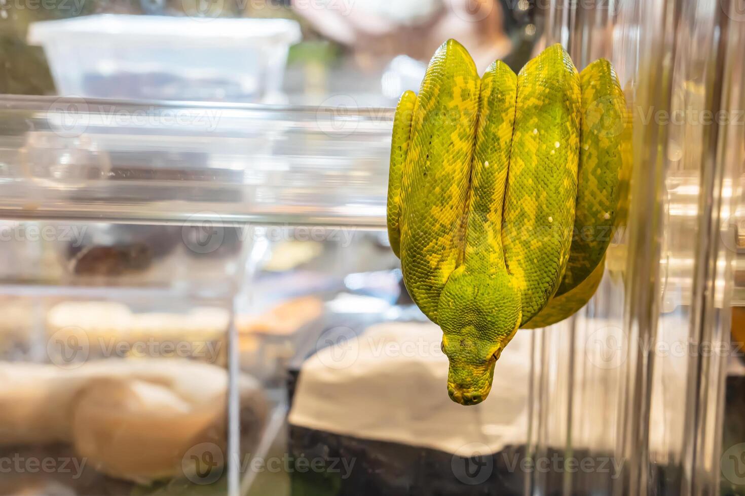 Green tree python photo