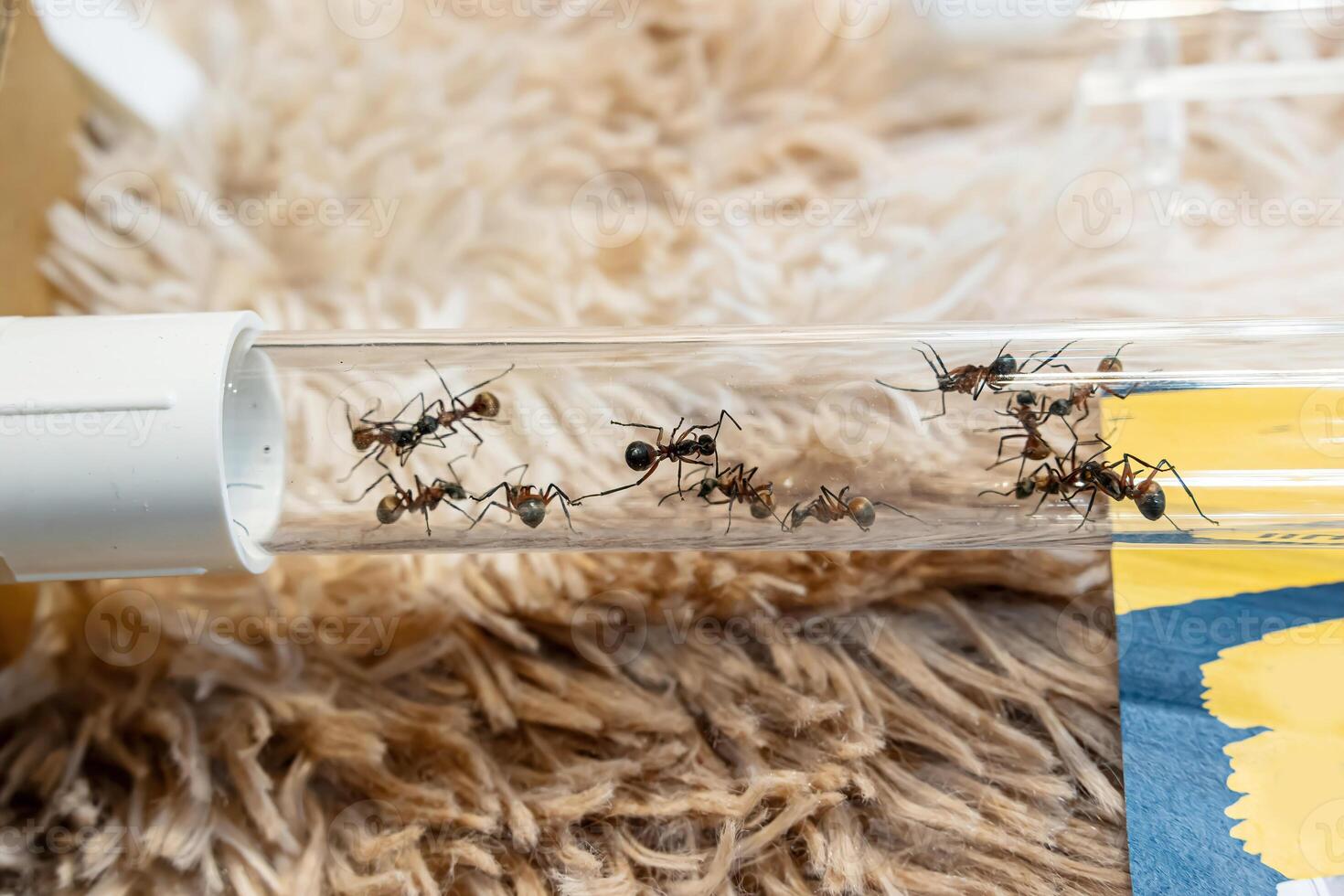 Ants for raising photo