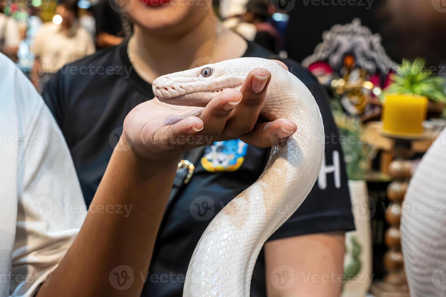 Ball python on people's hand. It's a popular pet in Thailand photo