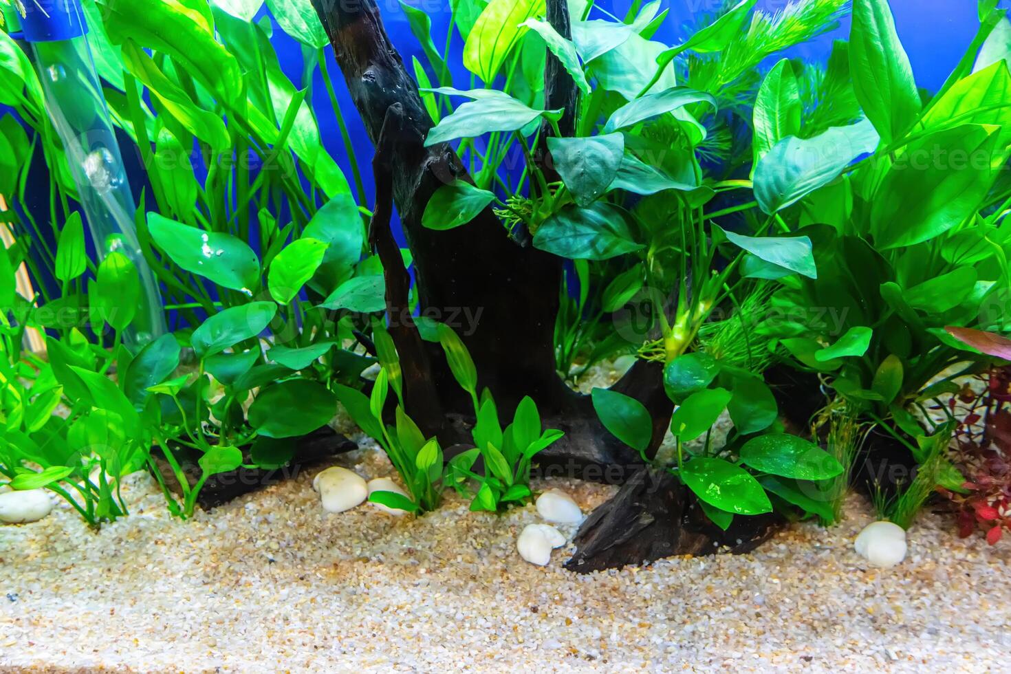 Tropical freshwater aquarium photo