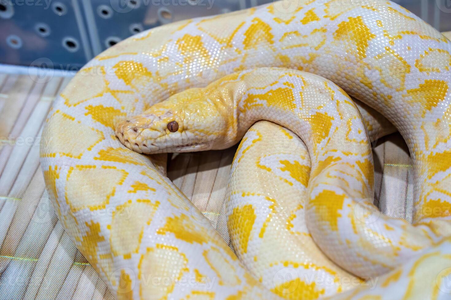 Albino burmese python 47275872 Stock Photo at Vecteezy