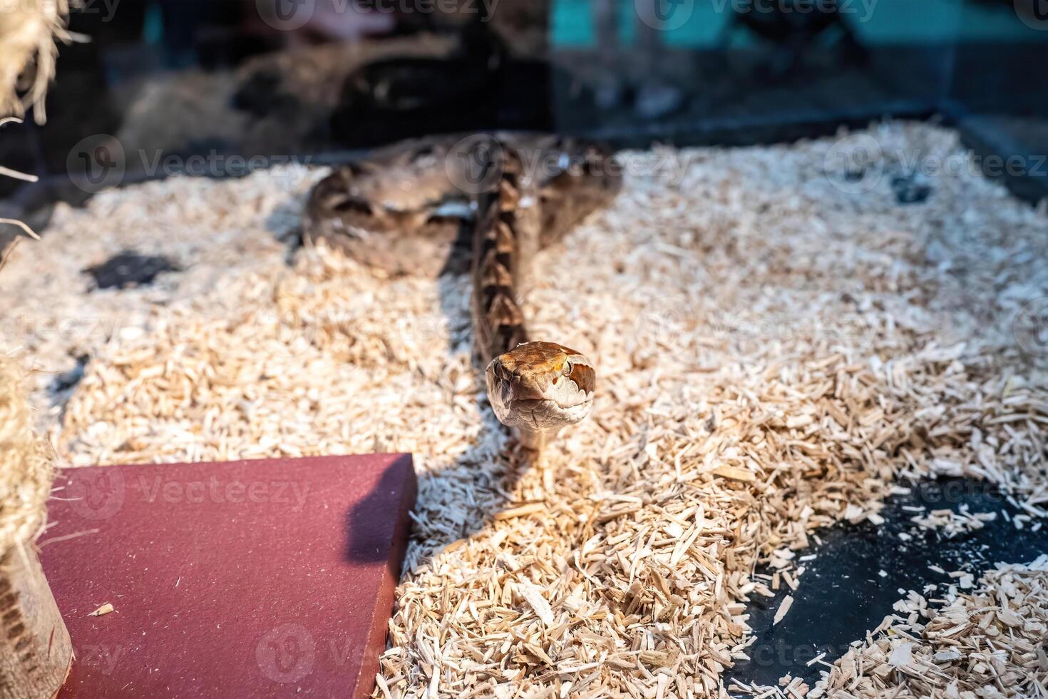 Snake in the acrylic cabinet waiting to be sold. It's a popular pet in Thailand. photo