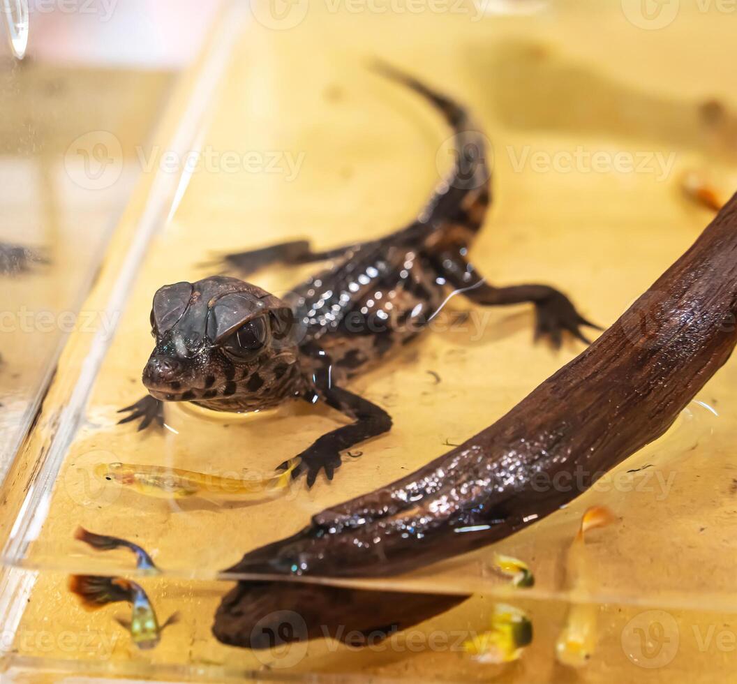 Dwarf crocodile is the smallest type of crocodile in the world. photo