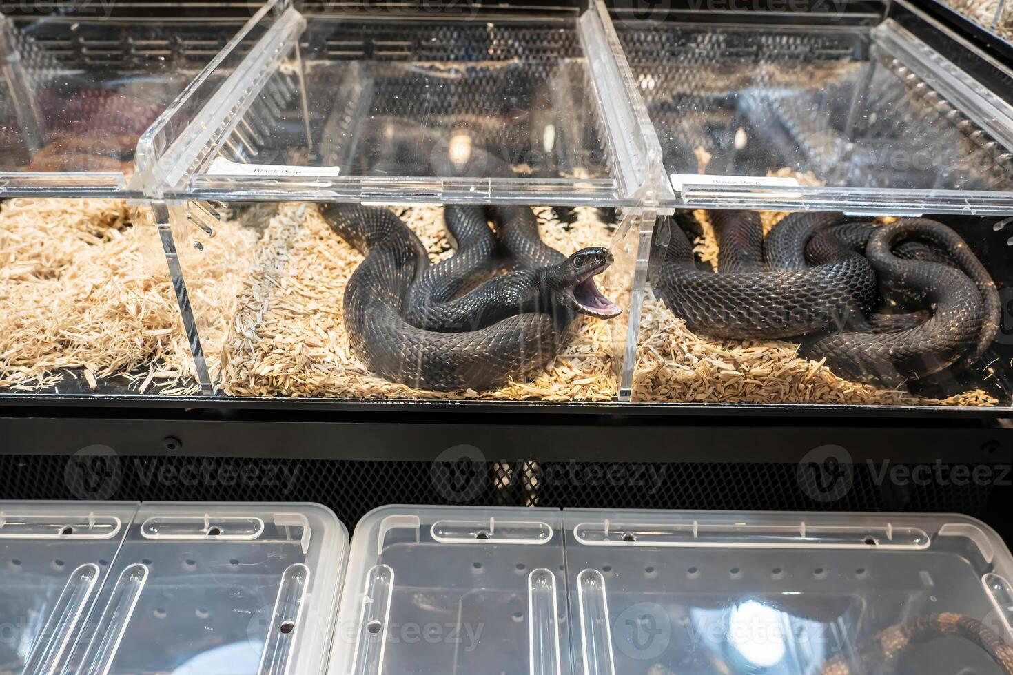 Ball python in the acrylic cabinet waiting to be sold. It's a popular pet in Thailand photo