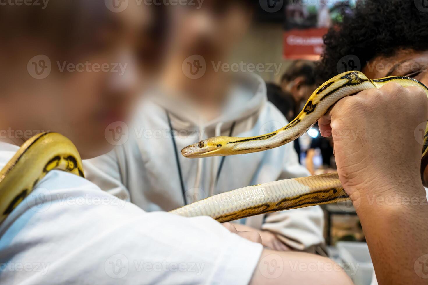 Ball python slithering on a body of person. It's a popular pet in Thailand photo