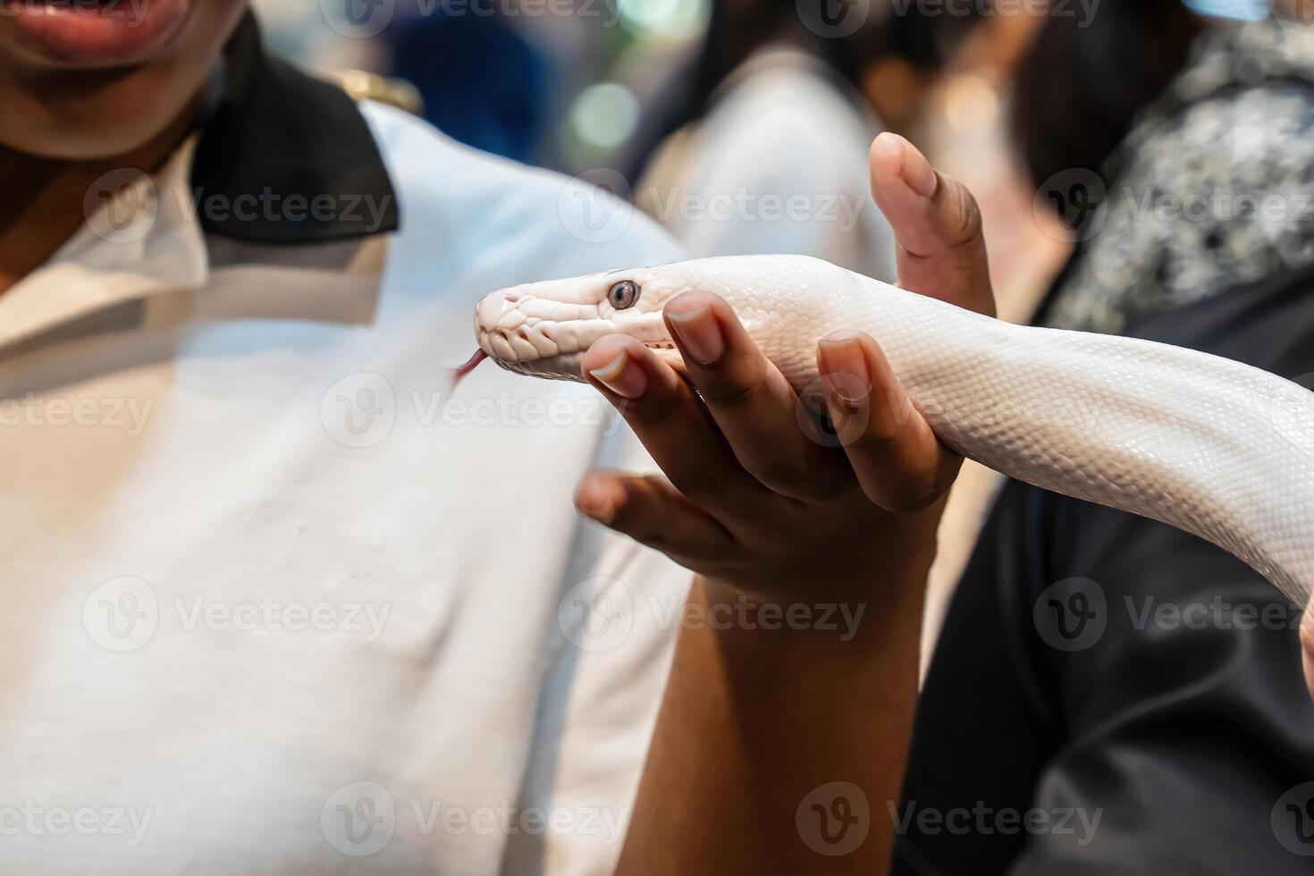 Ball python on people's hand. It's a popular pet in Thailand photo
