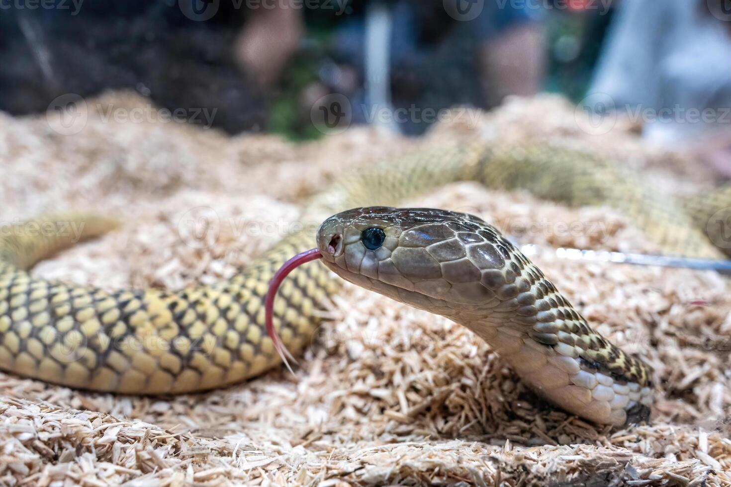 Ball python slithering on a body of person. It's a popular pet in Thailand photo