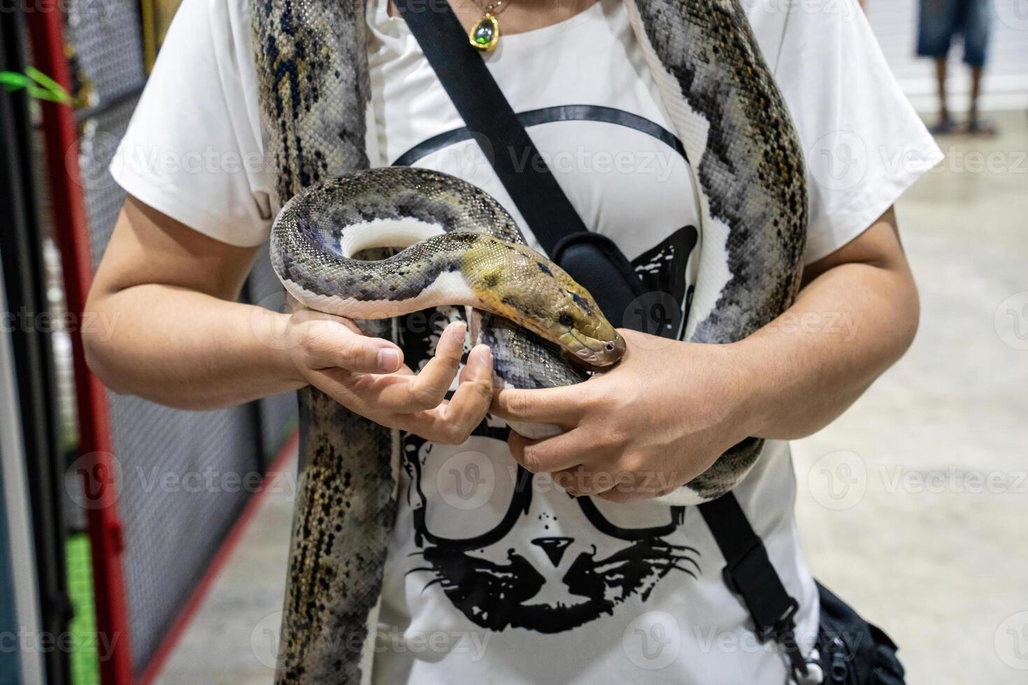 Ball python slithering on a body of person. It's a popular pet in Thailand photo