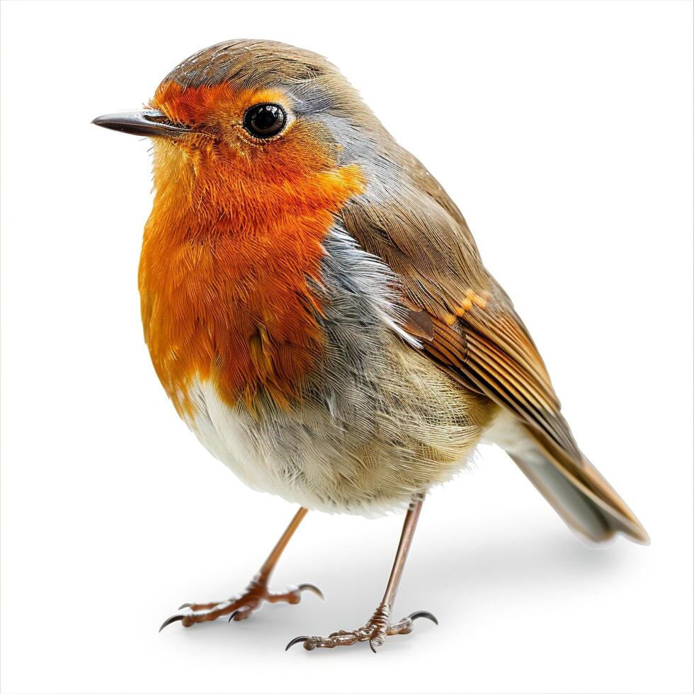 a small bird with a white head and chest photo