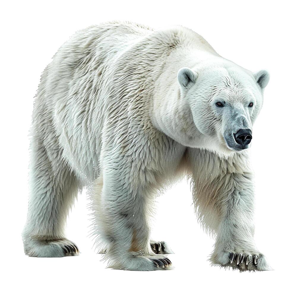 a large white polar bear walking on a white background photo