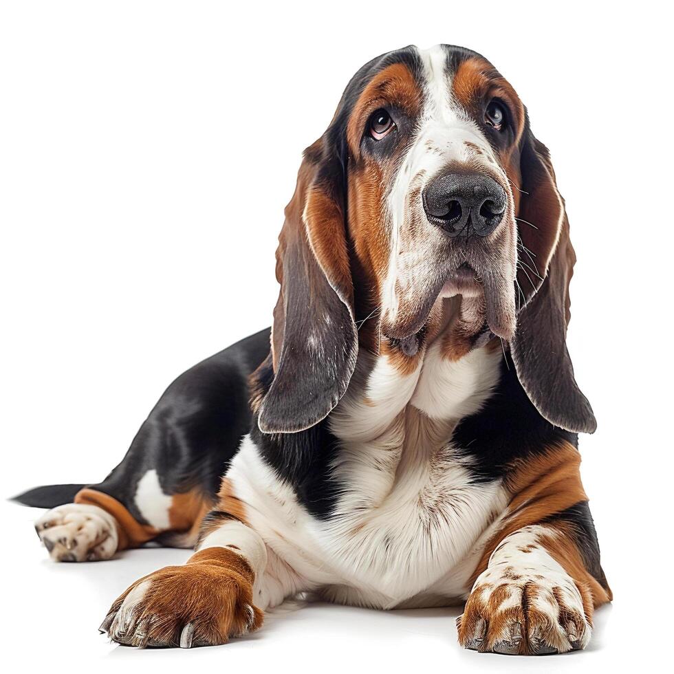 a basset hound dog is sitting on the floor photo