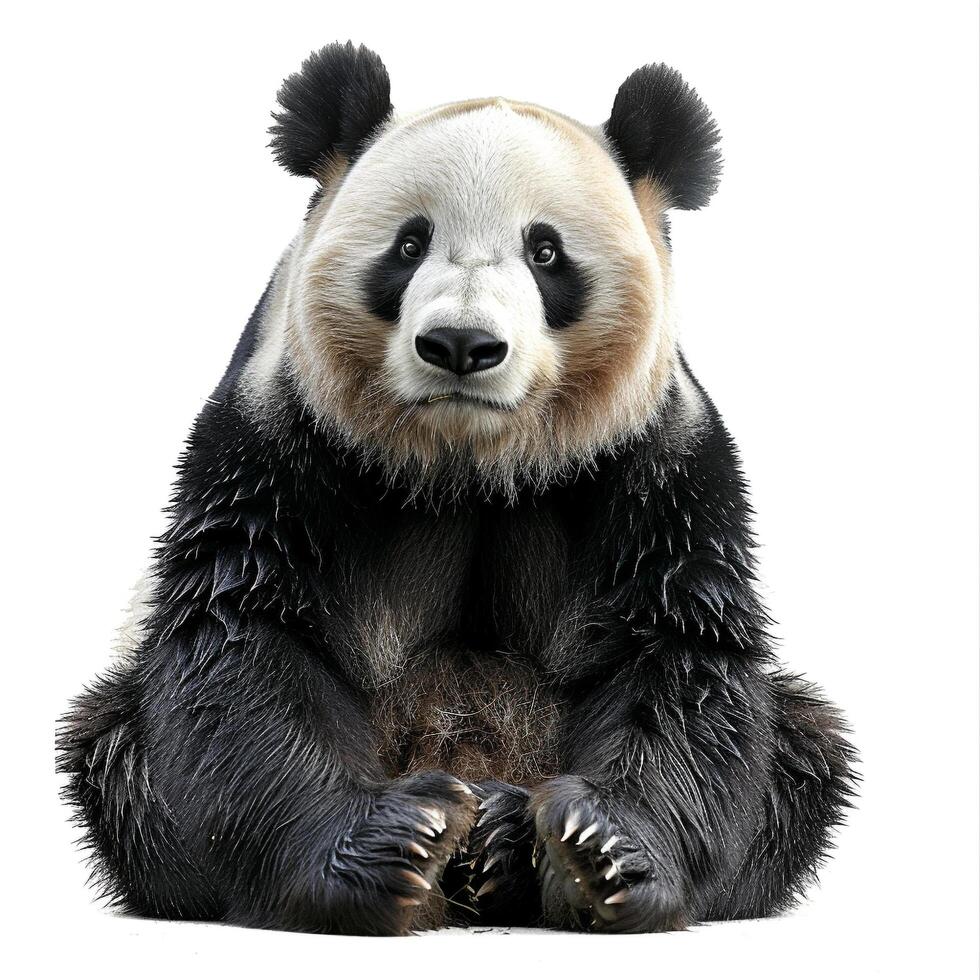 a panda bear sitting down on a white background photo