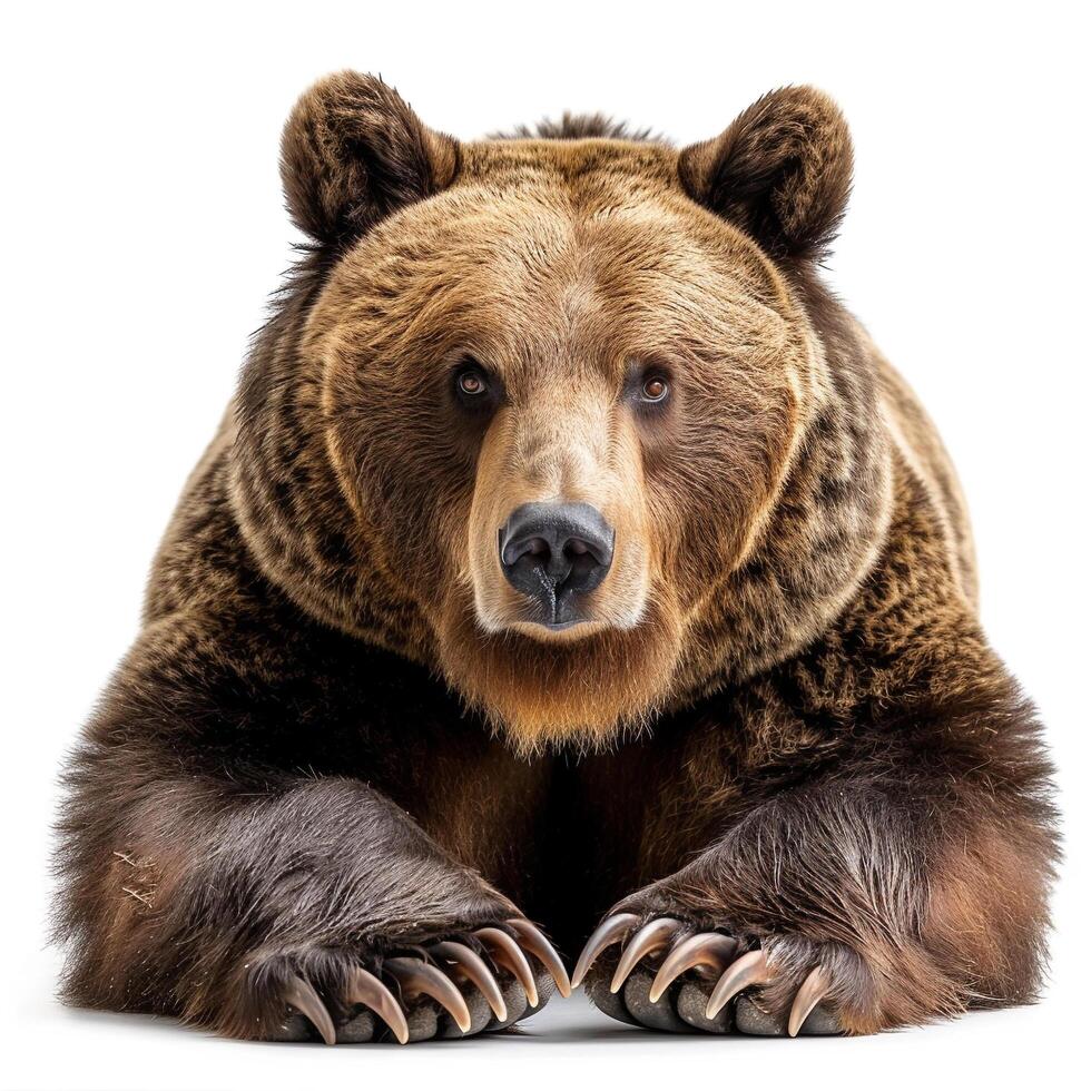 a large brown bear sitting down on a white background photo