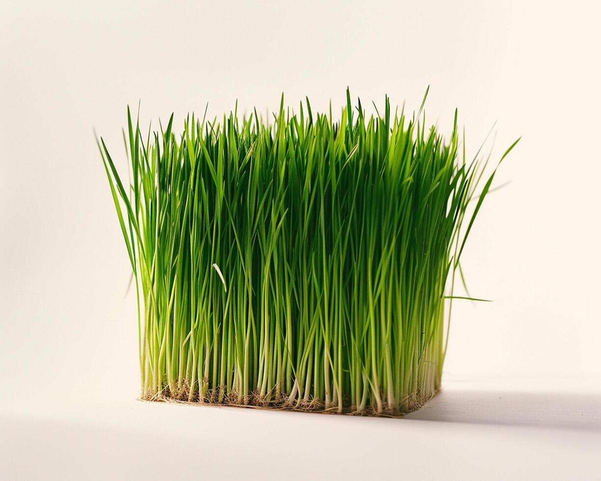a close up of a green grass plant photo