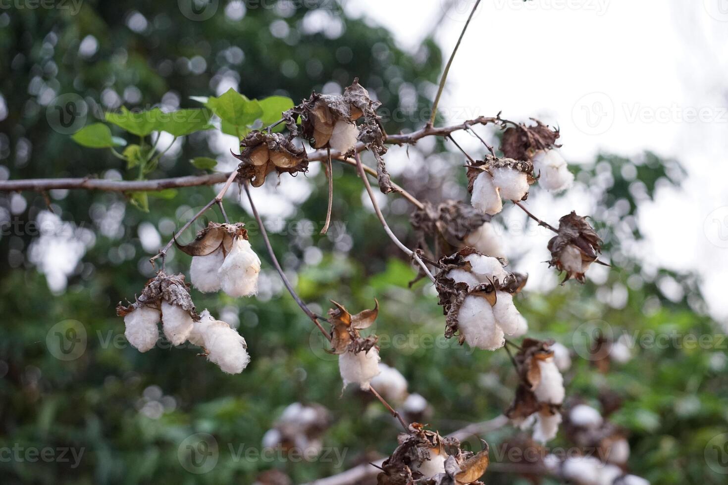 A blossoming organic white natural cotton plant photo