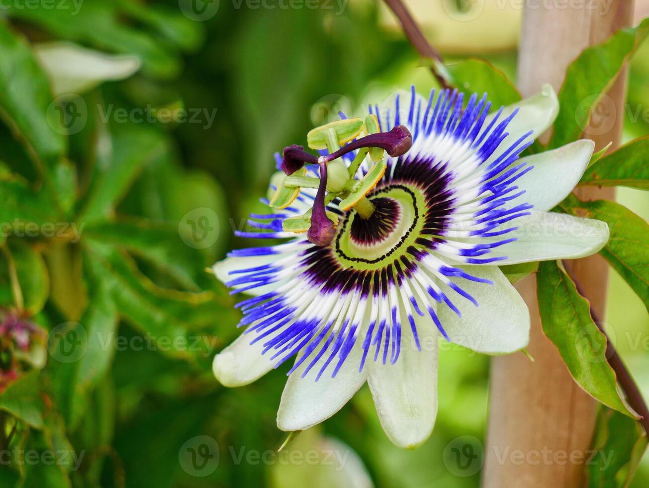 Wonderful passion fruit Passiflora flower blossom in Blumengarten Hirschstetten in Wien photo