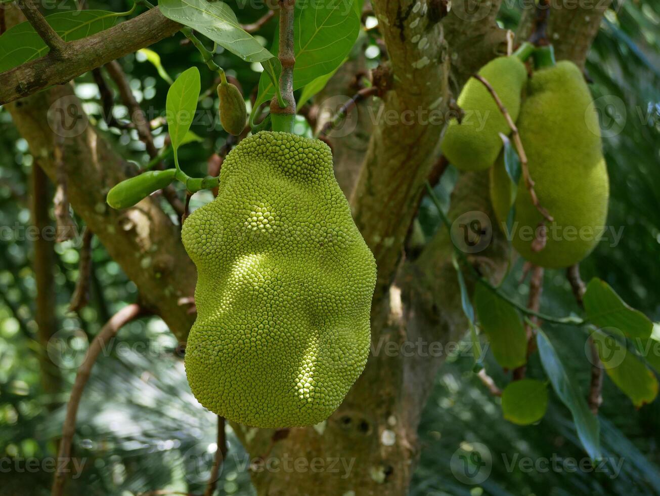 Durian Jackfruit close up high quality. Ripe tropical fruit growing on a tree in a botanical garden in Puerto de la Cruz, Tenerife photo