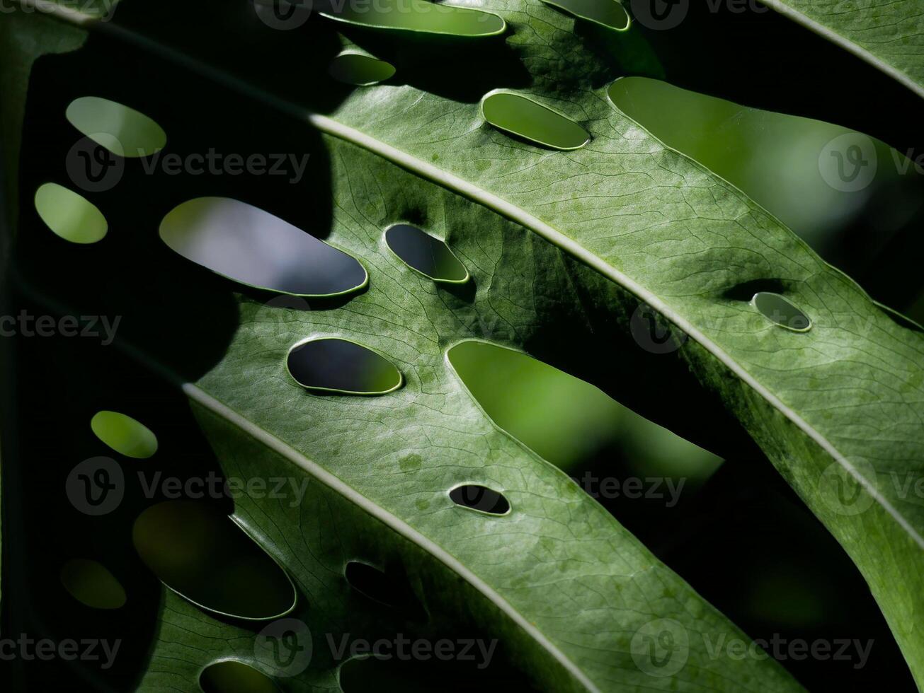 Huge Monstera leaf wet from rain drops close up. Abstract background textured pattern of a leaf with holes and drops. Plant in the botanical garden Puerto de la Cruz, Orotava, Canary Islands, Tenerife photo