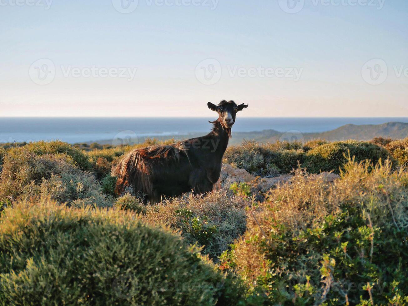 A goat on a mountain photo