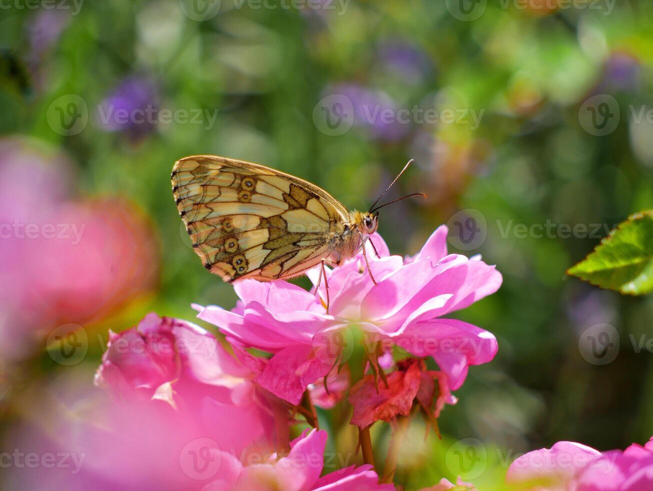 A beautiful brown butterfly Melanargia sits on a pink rose flower. Close macro photo on a blurred background of green foliage