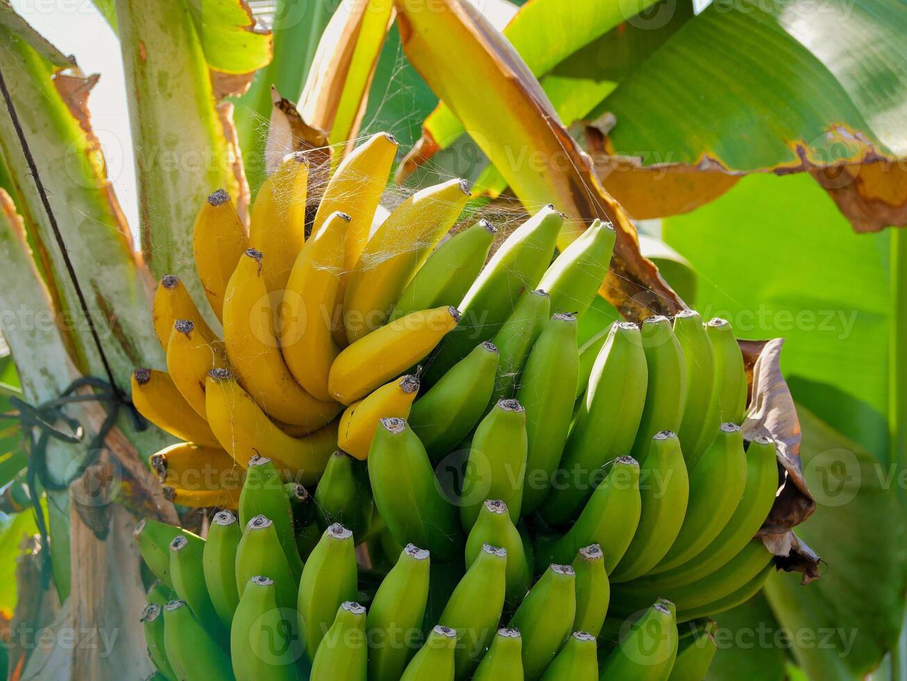 Green unripe and yellow banana fruits growing on a tree branch, the Canary island of Tenerife photo
