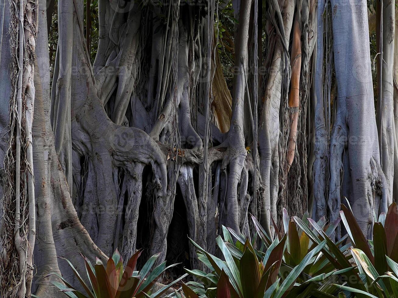 Close up trunk of giant 200 years old tree Ficus Macrophylla Columnaris with many aerial prop roots, growing in the botanical garden Puerto de la Cruz, La Orotava, Canary Islands, Tenerife photo