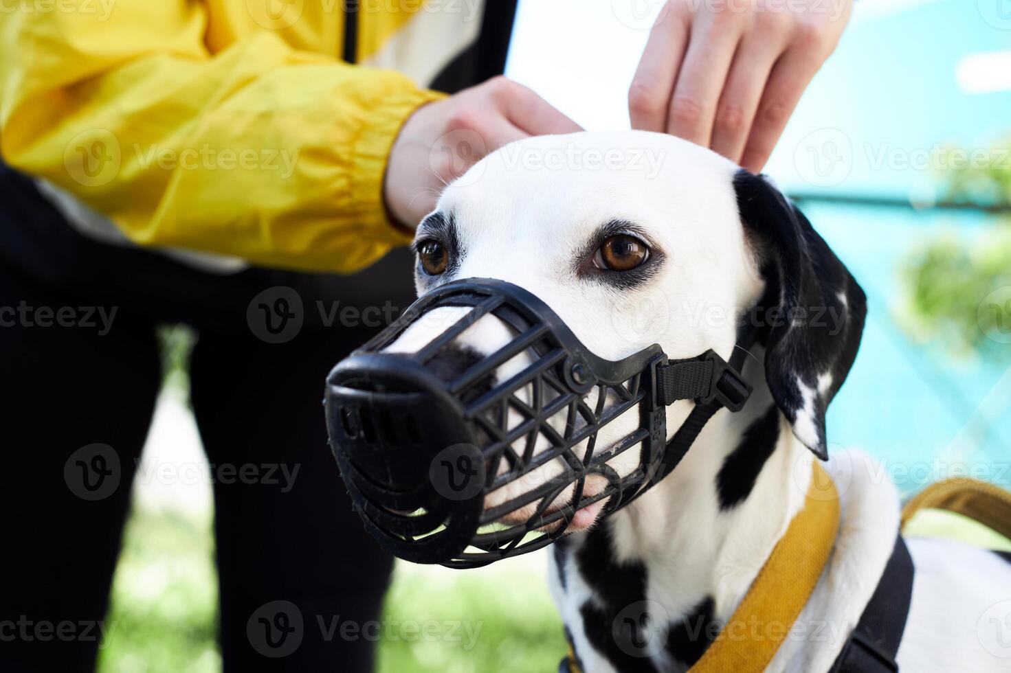 The owner puts a muzzle on the Dalmatian for a walk. photo