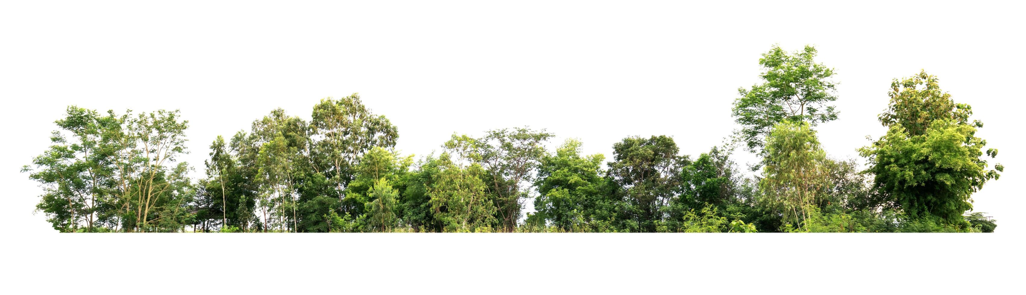 tree line isolate on white background photo