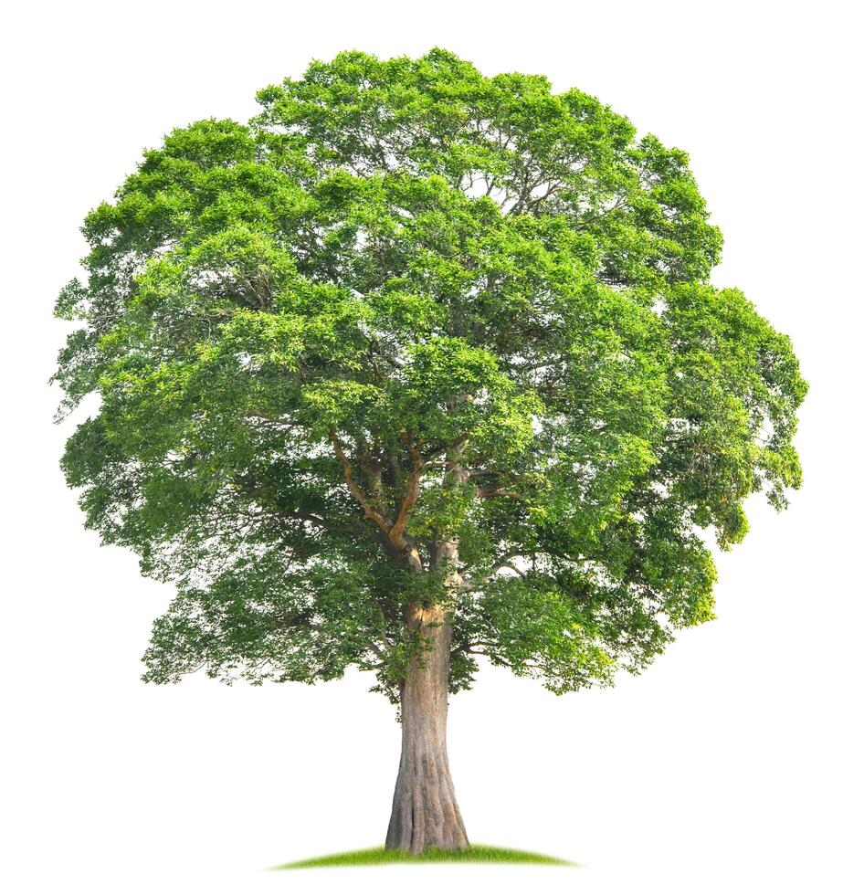 large tree with green leaves stands alone on a white background photo