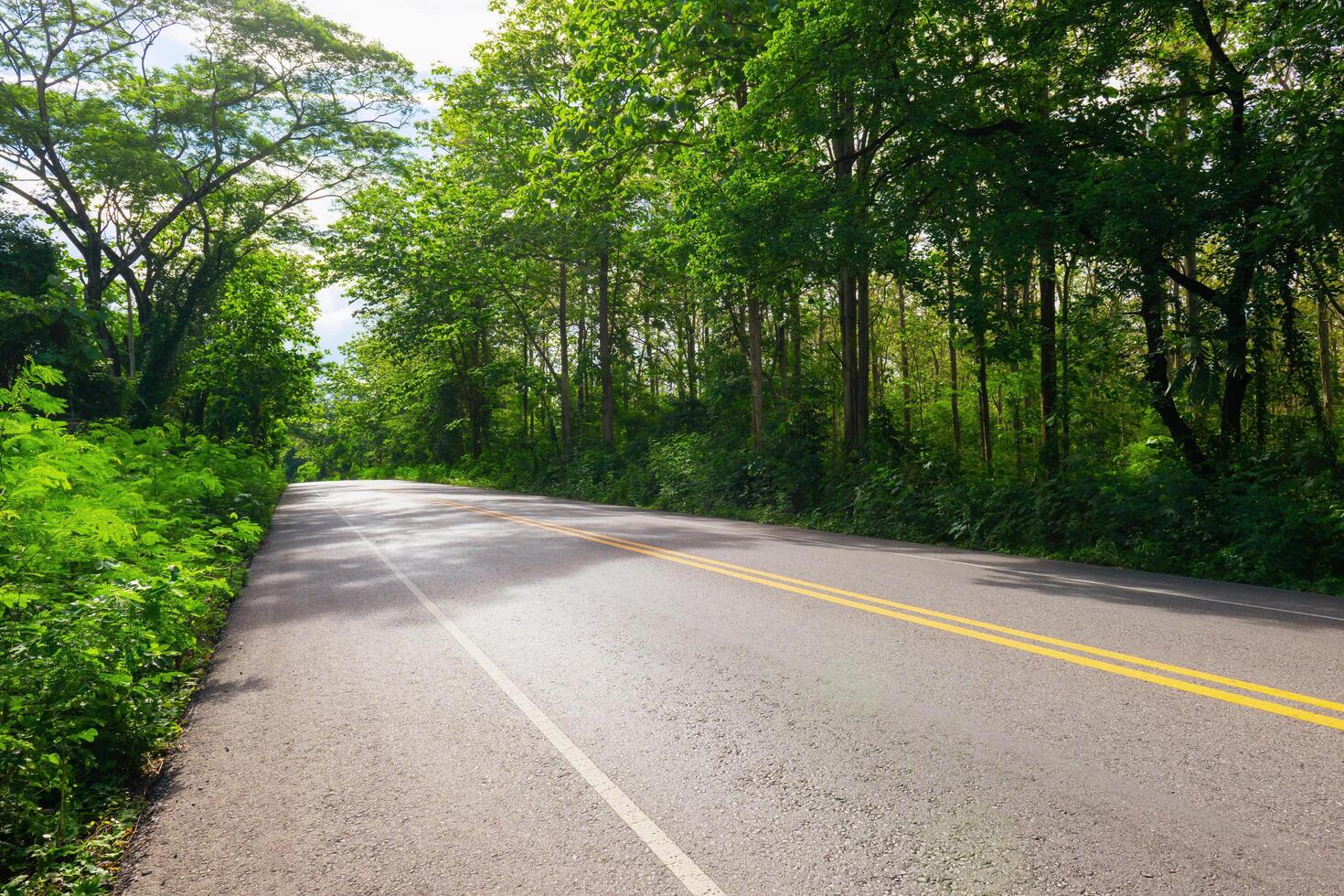 road with trees on both sides and a yellow line photo