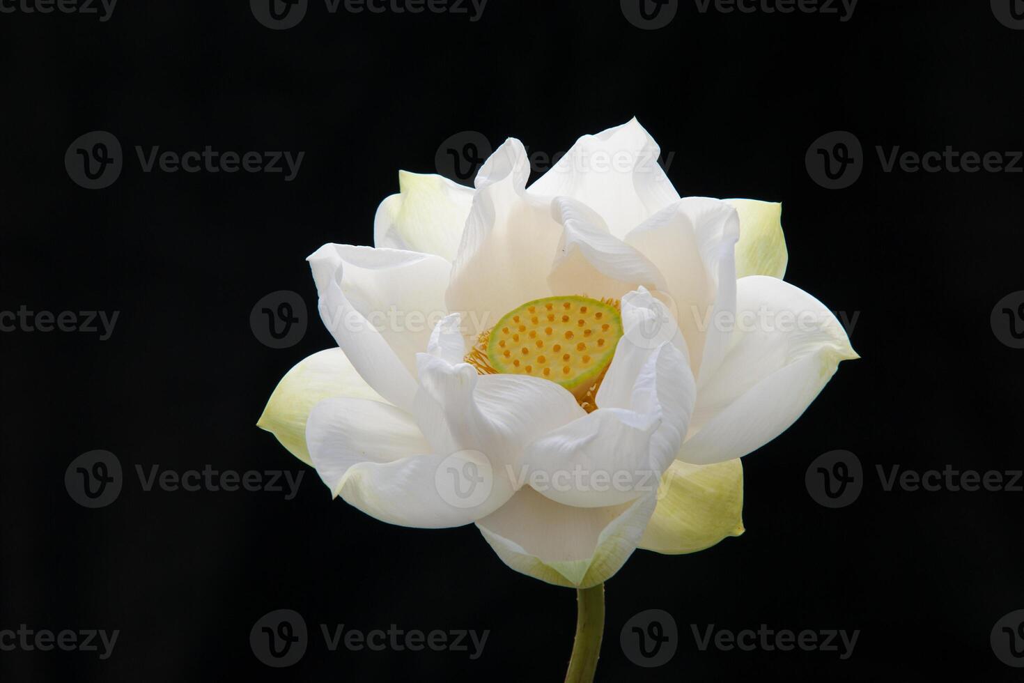 The beautiful white lotus photo