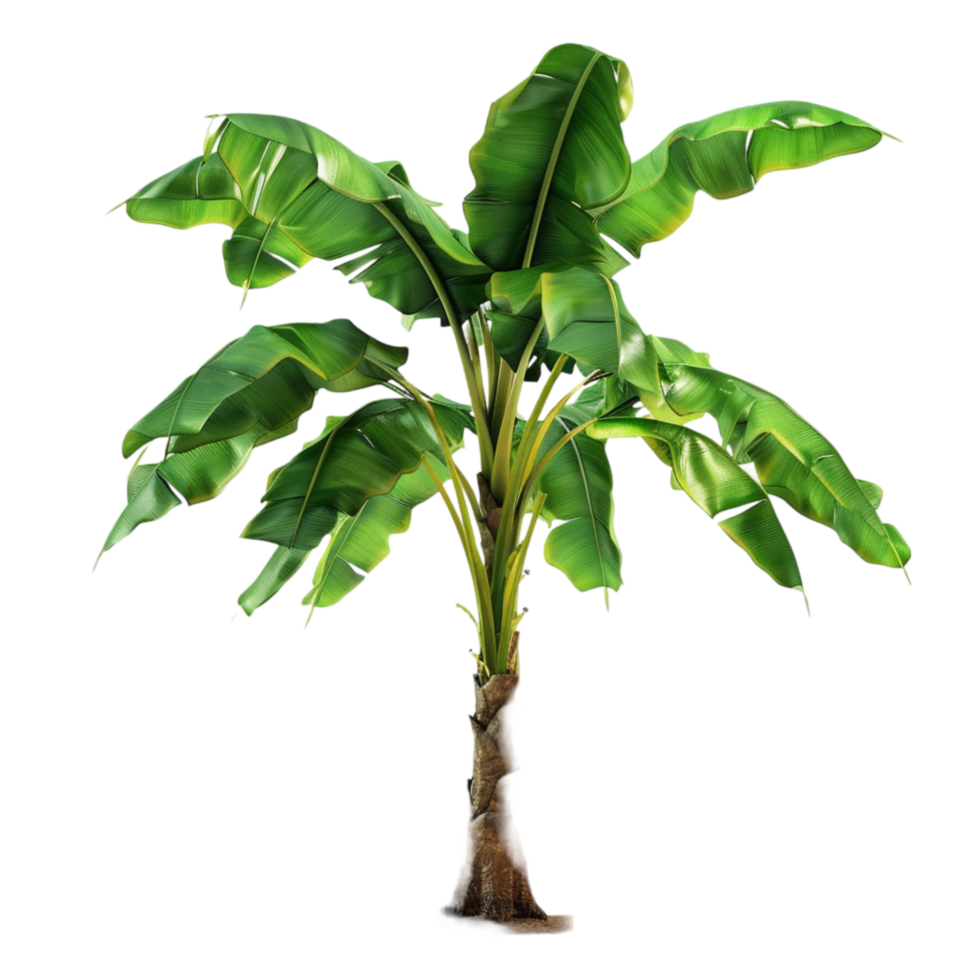 Banana Tree on transparent background Generative-AI png