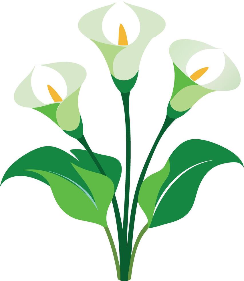 Illustration of elegant white calla lilies with green leaves against white background vector