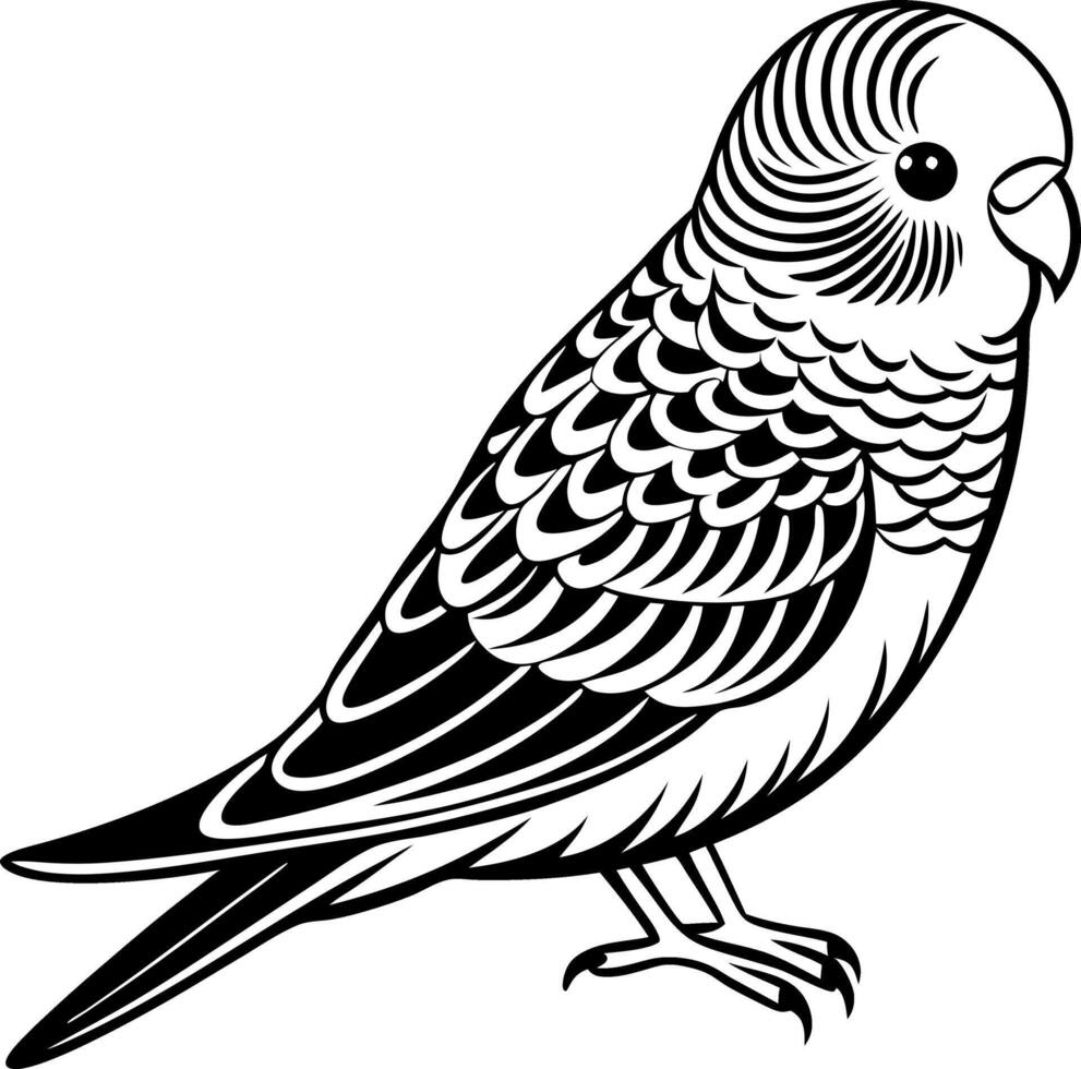 A black and white bird with a white head and a black body vector