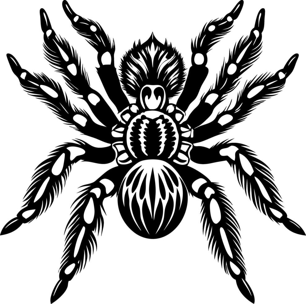 A black and white drawing of a spider with long legs and a hairy body vector