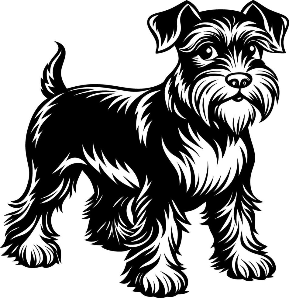 A black and white dog with a beard and a black tail vector
