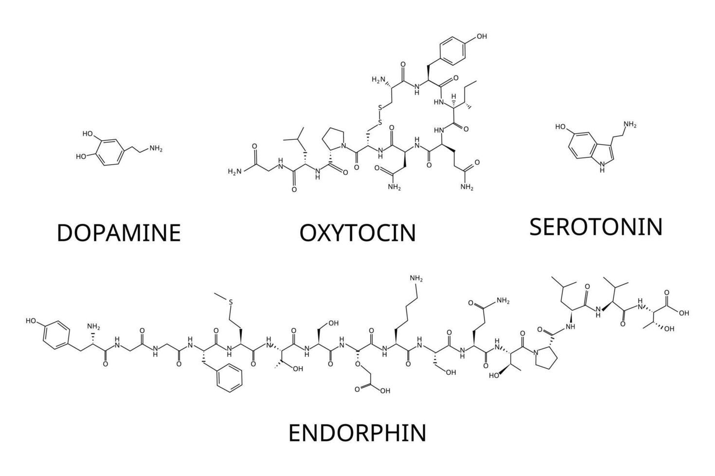 Serotonin, dopamine, oxytocin, endorphins are happy hormones that promote positive feelings like pleasure, happiness, love vector