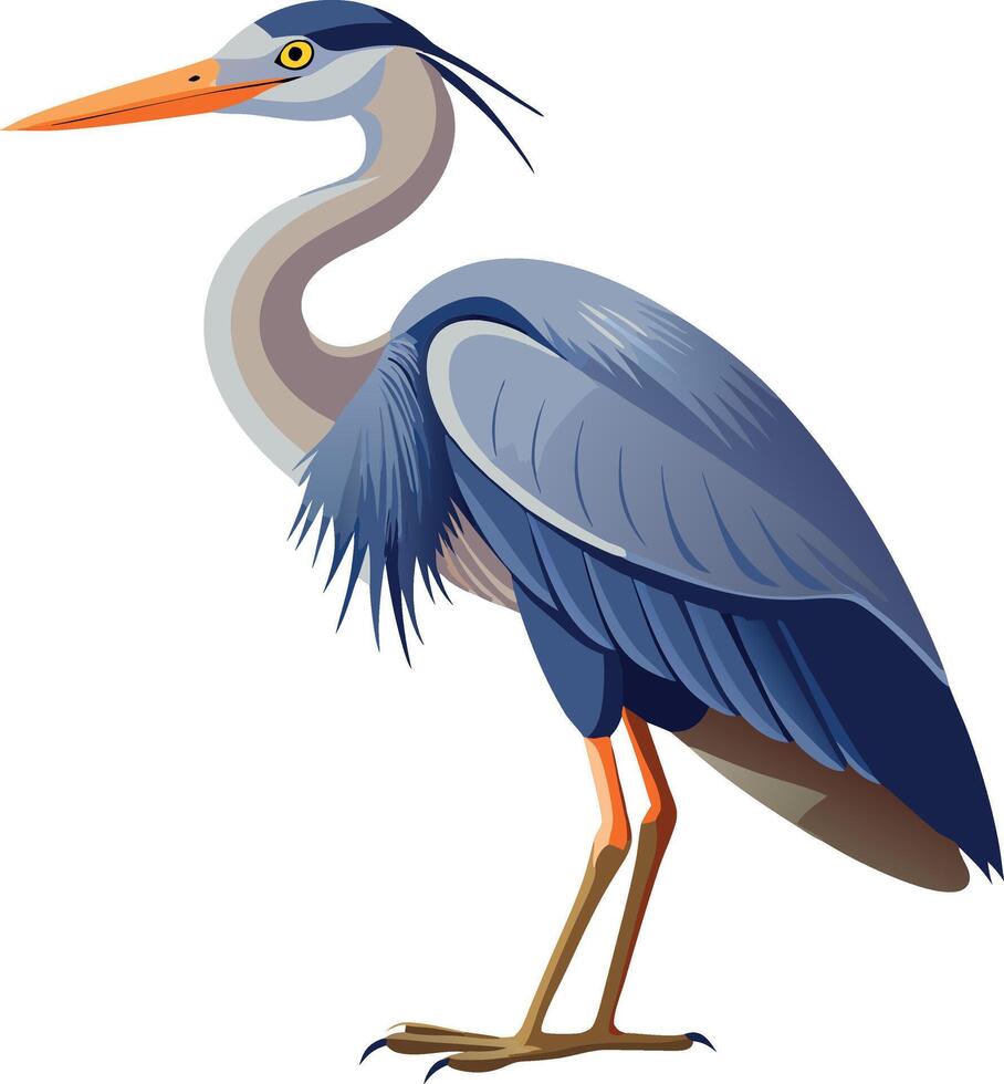 Illustration of a blue heron standing against a white background vector