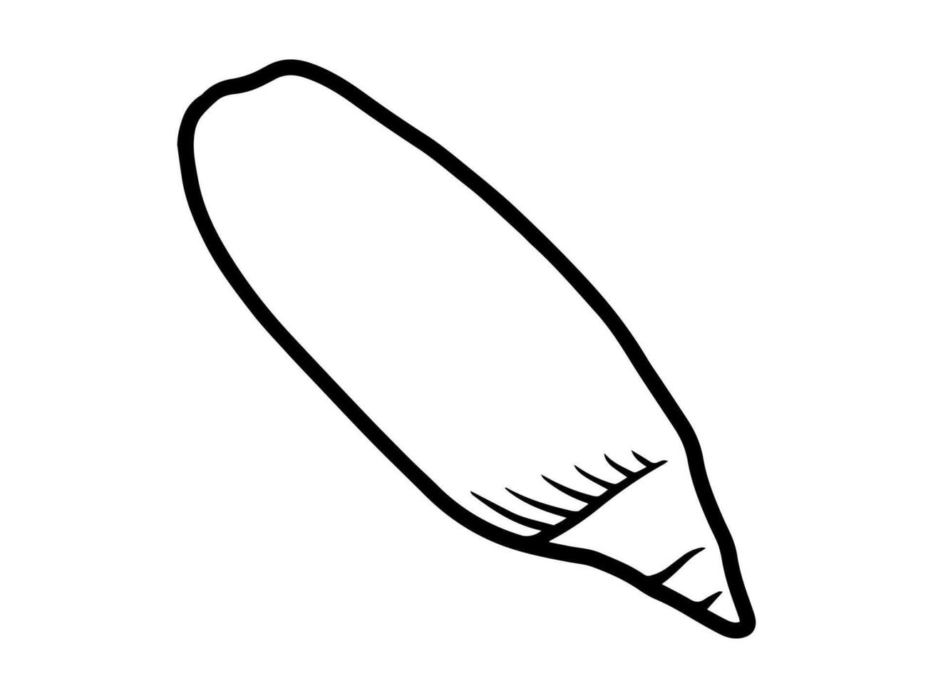 Seashell Sketch Line Art Illustration vector