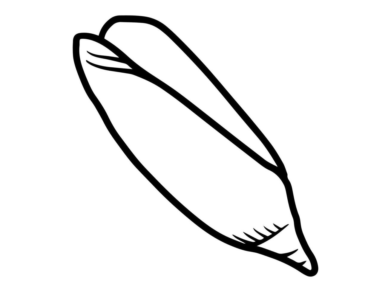 Seashell Line Art Black and White vector