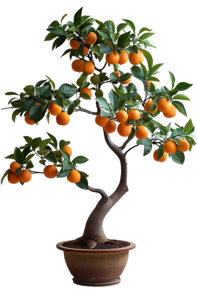 Orange Tree with Fruit, Leaves, and Blossoms png